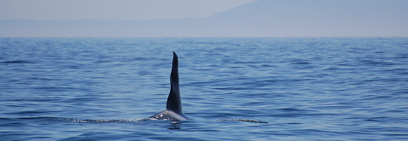 Ruffles, an orca whale. Photo by Alex Shapiro.